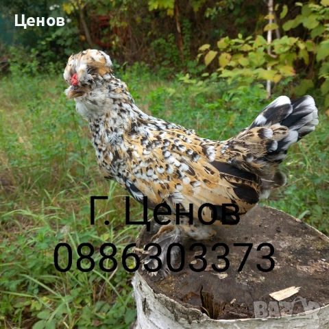 Чифтове струмски бантам, снимка 4 - други­ - 49315454