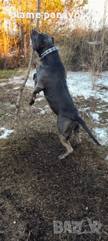 Американско були ХЛ мъжко  за разплод , снимка 6 - Питбул - 53702254