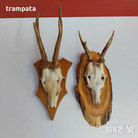 НАЙ ДОБРАТА ОФЕРТА Два броя рога от сръндак