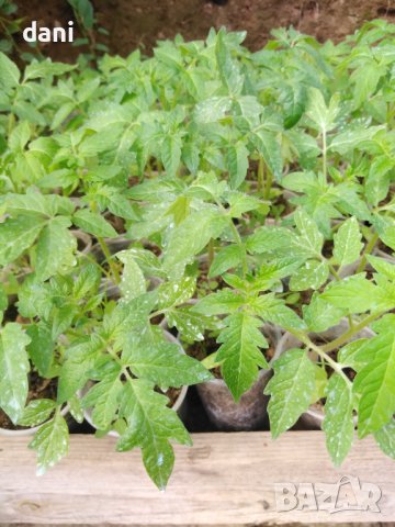 Продавам разсад домати краставици пипер ягоди тиквички и др, снимка 2 - Градински цветя и растения - 39794844