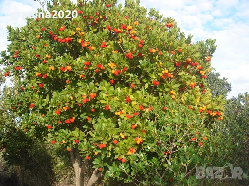 Ягодово дърво - Арбутус, снимка 5 - Градински цветя и растения - 27448713