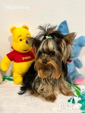 Йоркширски териер-Мини йорки, снимка 7 - Йоркширски териер - 52855047