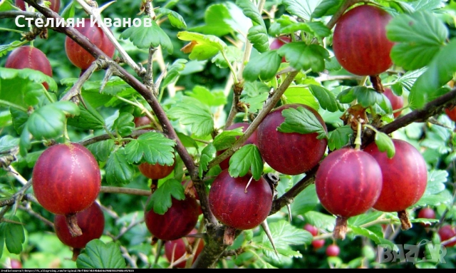 Цариградско грозде (Ribes uva-crispa) - бяло, снимка 3 - Градински цветя и растения - 52354379