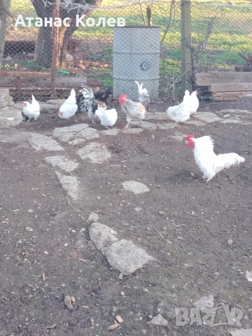  декоративни кокошки 8 евро и петли