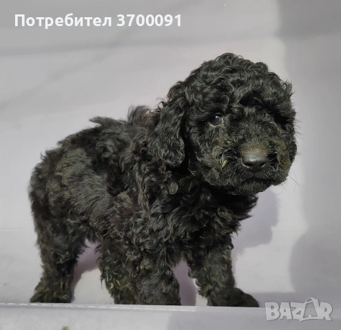 пудел / пуделчета, снимка 3 - Пудели - 53113051