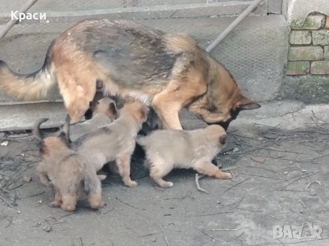 Белгийска овчарка , снимка 5 - Други - 53852301