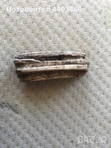 Фосил / вкаменен зъб на степен бизон, снимка 2 - Други ценни предмети - 51509734