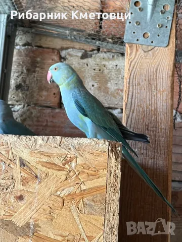 Малък Александър , снимка 1