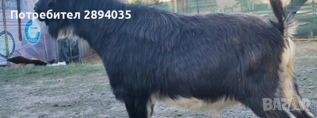 скопен пръч около 100 кг , снимка 3 - Кози - 56333598