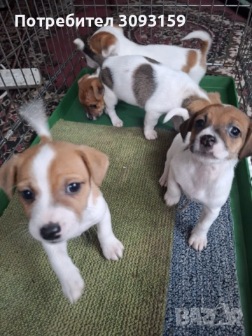 Продавам  , снимка 2 - Джак ръсел териер - 52794264