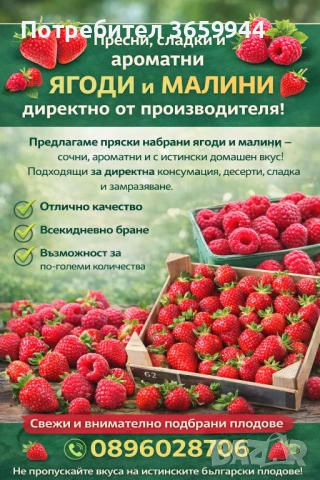 🌱 Качествен Разсад Ягоди и Малини – Директно от Производител!, снимка 2 - Градински цветя и растения - 53638416