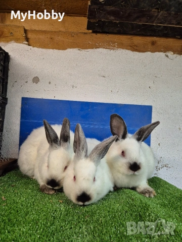 калифорнийски зайчета, снимка 2 - Други - 53063870