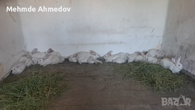 Продавам зайци.