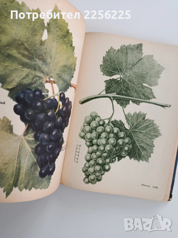 Настолна книга за лозаря, снимка 9 - Специализирана литература - 52471038