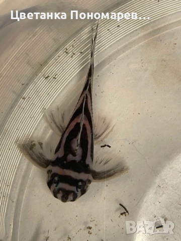 Pleco L046 Hypancistrus zebra / 4броя, снимка 4 - Рибки - 52329392
