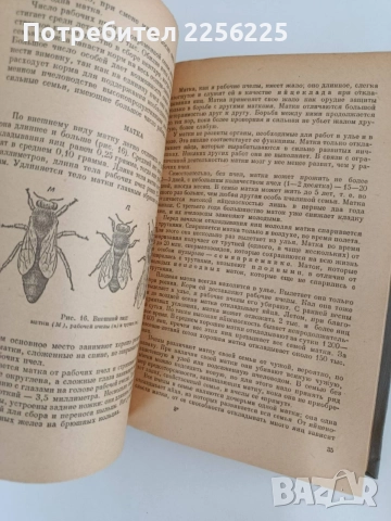Пчеловодство 1955г, снимка 2 - Специализирана литература - 55889778