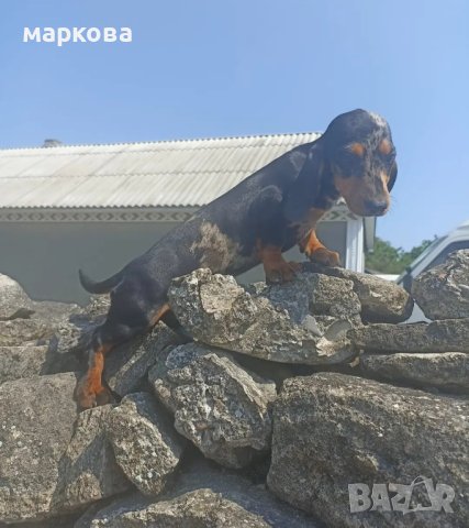 дакел дългокосмест и мерле, снимка 3 - Дакели - 33102869