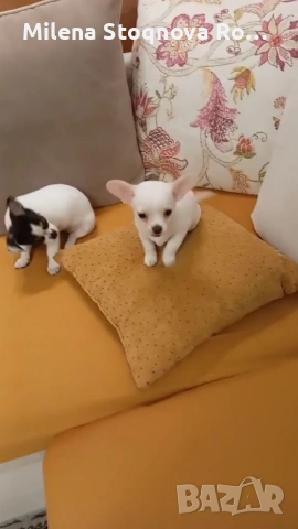 Продават се две и двете момче и момиченце на 50 дни .Повече информация на тел:0896866590