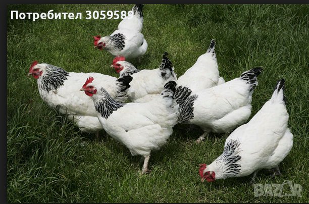 Разплодни яйца бял съсекс оплодени яйца, снимка 2 - Кокошки и пуйки - 44380144
