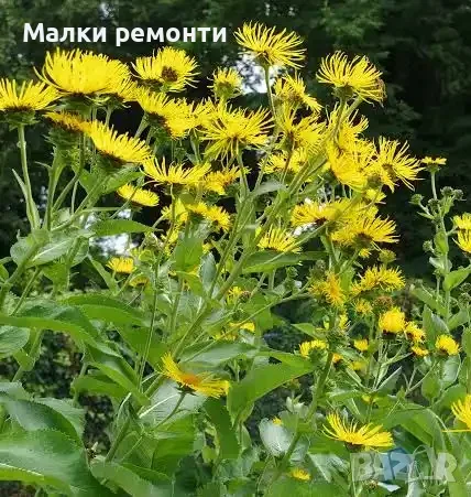 Бял оман разсад 