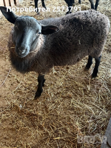 Агне, снимка 1