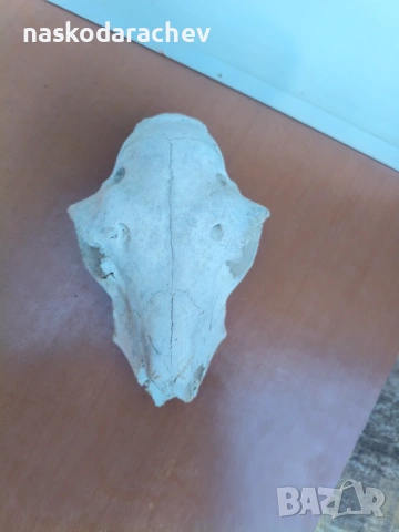 Череп за декорация, снимка 12 - Декорация за дома - 39432640