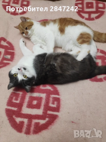 Домошарчета, снимка 3 - Други - 51806512