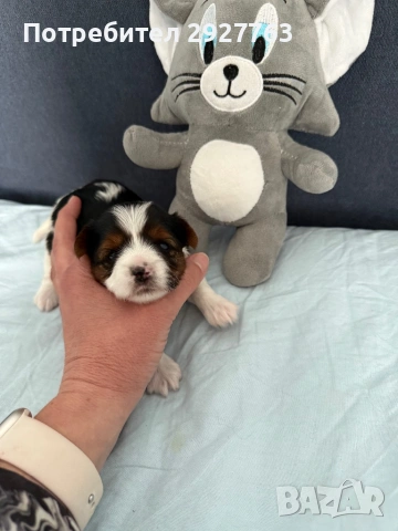 Йоркширски териер бивер, снимка 3 - Йоркширски териер - 53721743