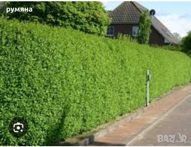 лигуструм за жив плет на гол корен 50-60 см , снимка 3 - Разсади - 51323647