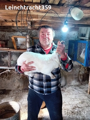 Калифорнийски и новозеландски зайци цика, снимка 3 - Други - 53652104