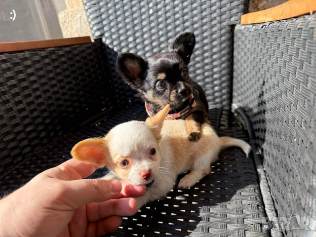 Чихуахуа Актуално от 6.2.2026, снимка 2 - Чихуахуа - 53380289