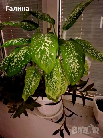 Дифенбахия + Пурпорно сърце, снимка 8 - Стайни растения - 51187234