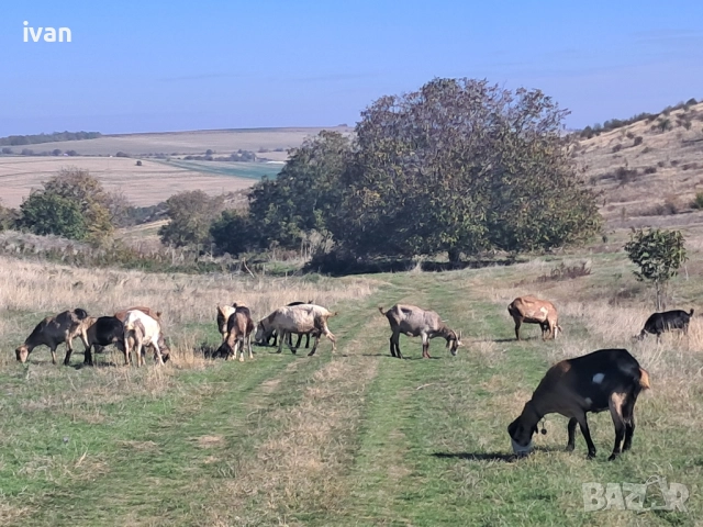 козе сирене