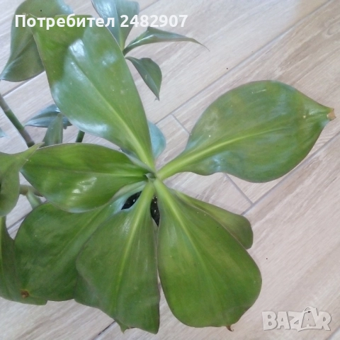 Красиво стайно растение, снимка 4 - Стайни растения - 52421391