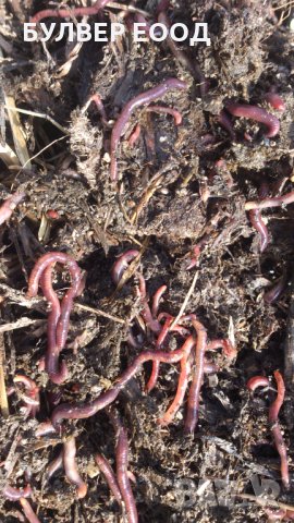 Биотор от червени калифорнийски червеи в чували (вермикмпост, лумбрикомпост, биохумус), снимка 9 - Тор и почвени смеси - 35727385