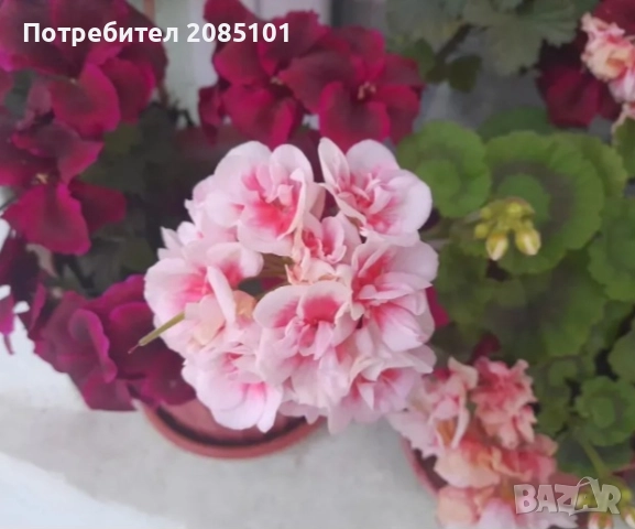 Цветя, снимка 6 - Стайни растения - 52168331