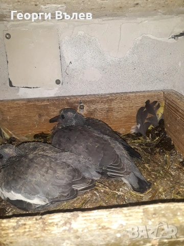 Гривеци млади минало годишни, снимка 4 - Гълъби - 53743767