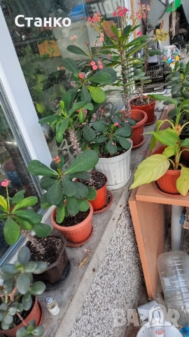 Авокадо, дръвче в саксия и други, снимка 7 - Градински цветя и растения - 47247861