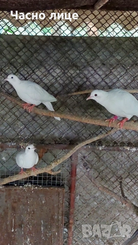 Бяли смеещисе гугутки , снимка 6 - други­ - 52187444