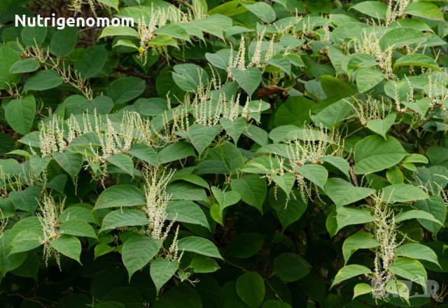 Japanese knotweed (Polygonum cuspidatum) Ресвератрол Емодин Полидатин, стоп на възпалението, снимка 1