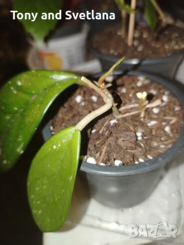 Стайни цветя- Хоя /Восъчниче (Hoya Carnosa), Сансевиера мини, Хлорофитум, Традесканция Зебрина, снимка 3 - Стайни растения - 53572534