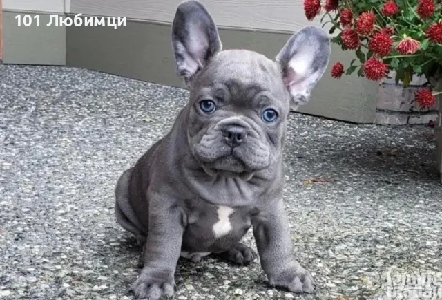 Френски булдог с родословие, снимка 7 - Френски булдог - 47462686