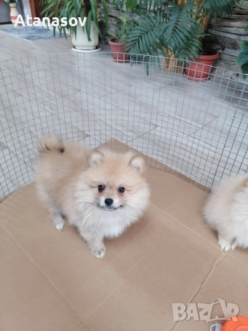 Померан Померанче, снимка 4 - Померан - 52669449