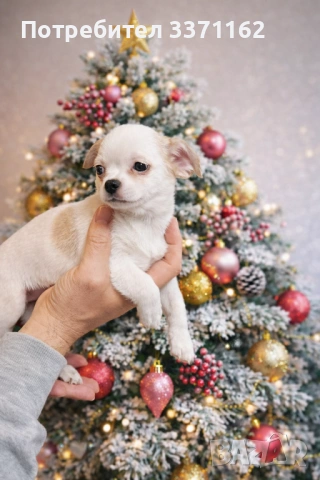  Момиче  Чихуахуа, снимка 2 - Чихуахуа - 53346248