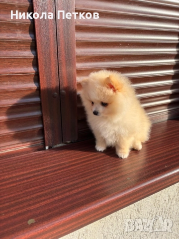 Померан , снимка 4 - Померан - 52845568
