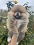 Померан померанчета, снимка 5
