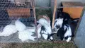 Zaici kaliforniski i cika, снимка 1