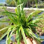 Карекс Айс Данс, Carex morrowii Ice Dance, студоустойчива, вечнозелена, снимка 8