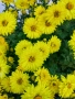 Жълти хризантеми , снимка 1