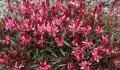 Гаура (Gaura lindheimeri), снимка 1